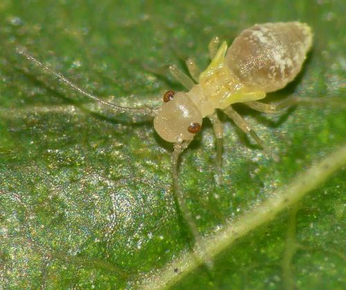 Valenzuela flavidus